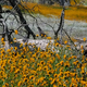 California quail is our state bird.